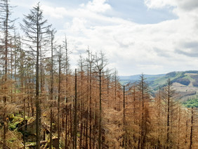 Trockenheitsschäden in Fichtenbestand im Harz. Foto: Siria Wildermann/FNR