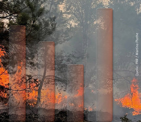 Aufgrund der ermittelten Werte der Statistik können Prognosen und Risiken aufgezeigt und Vorkehrungen zur Vermeidung von Waldbränden getroffen werden. Quelle: FNR/ Martina Plothe - Collage FNR