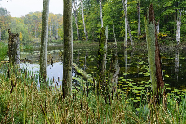 Abgestorbene Bäume -Schweingartensee im UNESCO-Weltnaturerbe Buchenwald Serrahn
