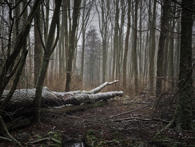 Wissenschaftler der FVA Baden-Württemberg untersuchen die Wirkung von Totholz auf die Kohlenstoffspeicherung im Boden. Bild: pixabay_MichaelGaida.