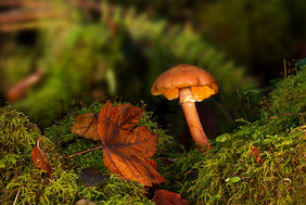 Moose, Bäume, Pilze… Die Artenvielfalt ist ein Aspekt der Biodiversität in Wäldern. Quelle: Pixabay/adege
