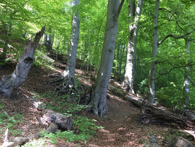 Auf 16 Prozent der Waldfläche in Deutschland wachsen Buchen. Das Flächenverhältnis Laub- zu Nadelbäumen liegt im Verhältnis 45 zu 55 Prozent. Foto: KIWUH/ Siria Wildermann