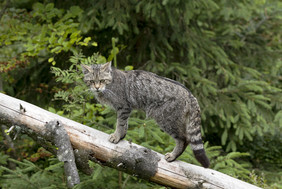 Die Europäische Wildkatze lebt in naturnahen Wäldern und ist im Nationalpark Eifel und Harz wieder anzutreffen. Sie profitierte auch vom Grünbrückenbau in den vergangenen Jahren. Foto: stock.adobe.com/Xaver Klaussner