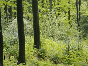 Gemischter Nachwuchs ist Voraussetzung für einen Mischwald in guter Qualität. Foto: Hans von der Goltz