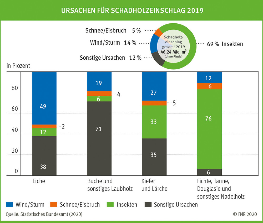 Ursachen für Schadholzeinschlag 2019, FNR (Hrsg.)