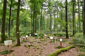 Beispielfläche des Intensiven Forstlichen Monitorings: Buchenaltbestand im Solling Quelle: Bernd Ahrend