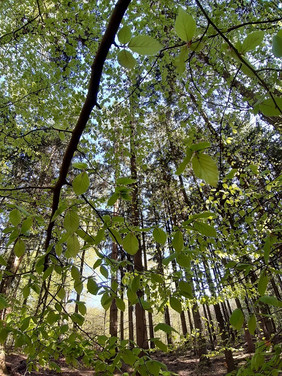 Ob Waldbaden oder Waldtherapie: Der Aufenthalt im Grünen ist eine Wohltat für Körper und Seele. Foto: KIWUH/Martina Plothe