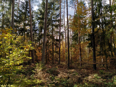 Mischwälder mit mehreren verschiedenen Baumarten verringern grundsätzlich das Risiko, dass durch den Ausfall einer Baumart ganze Flächen kahl fallen. Zudem bieten sie mehr Struktur- und Artenvielfalt. Quelle: FNR/ Siria Wildermann