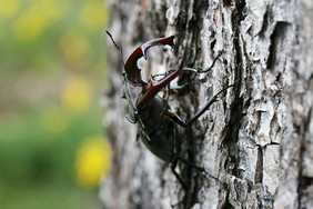 Die totholzreichen und besonnten Kronen alter Eichen sind Lebensraum für eine Vielzahl von Käferarten wie z.B. dem Hirschkäfer. Foto: Tobias Modrow