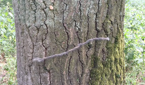 Auf der Nahrungssuche von Baum zu Baum: Eine Prozession der Raupen des Eichenprozessionsspinners. Foto: ENVIRUS