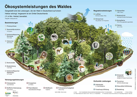 Der Wald bietet eine Vielzahl von unverzichtbaren Leistungen für die Menschheit. Grafik: FNR 2020
