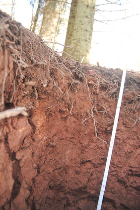 Positive Auswirkungen im Untergrund: Tannenbeimischung verbessert Bodenfunktionen in Buchenwäldern. Foto: Michael Dannenmann