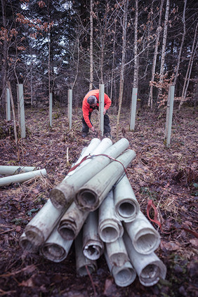 Plastkhüllen müssen nach fünf bis zehn Jahren demontiert und aus dem Wald entfernt werden. Quelle: Anton Schnabl/Hochschule für Forstwirtschaft Rottenburg