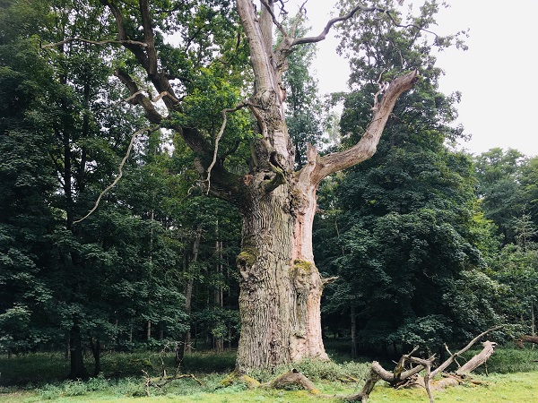Dickschäftige, alte Bäume mit Totholzanteil werden häufig als Habitatbäume ausgezeichnet. Sie bieten vielen Tieren, Pflanzen und Mikroorganismen einen wichtigen Lebensraum und tragen stark zur Biodiversität des Waldes bei. Doch ist der Kohlenstoffspeicher dieser Bäume wirklich so hoch wie angenommen?  Foto: Siria Wildermann/FNR